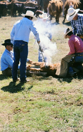 Authentic American Cowboys: 1990s Cowboys in the American west during spring branding time on a ranch near Clarendon Texas ca. 1998.