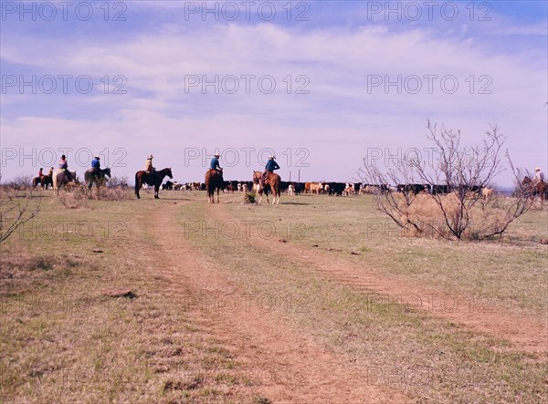 American Cowboys: 1990s Cowboys in the American west during spring branding time on a ranch in Texas ca. 1998.