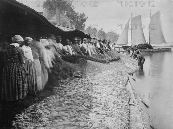 African American men and women with large net of shad by water ca. 1915