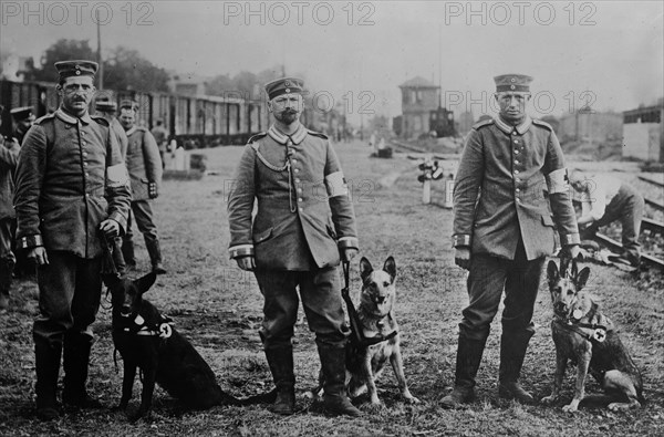 German Red Cross dogs ca. 1914-1915