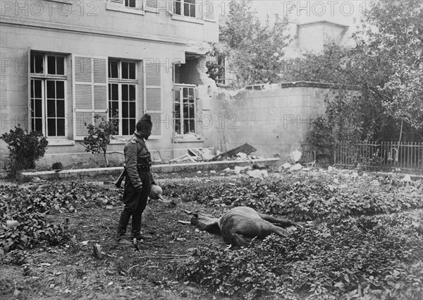 African cavalry soldier (chasseur) with his dying horse ca. 1914