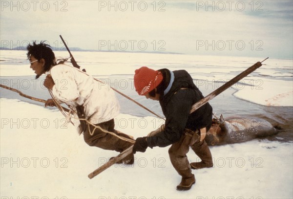 7/8/1974 Eskimo hunters dragging an 'oogruk' or a bearded seal on ocean ice pack near Sealing Point