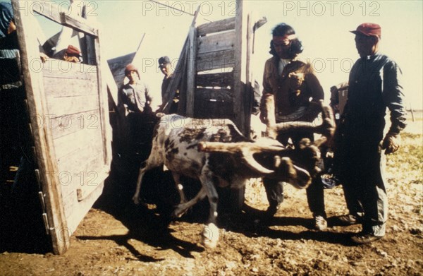 Ca. 1976 - Reindeer round-up operation by Eskimo people of Shishmaref, at Espenberg River, west of Cape Espenberg