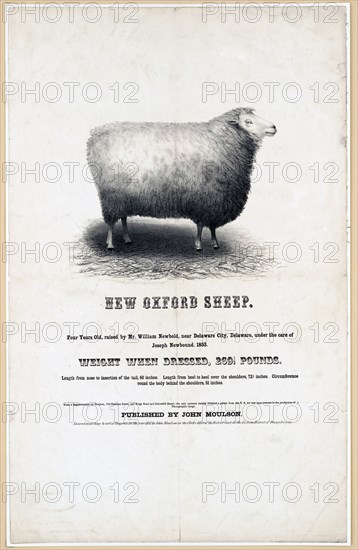 New Oxford sheep ca. 1853