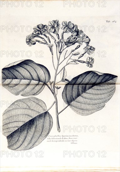Cariophyllus spurius inodorus ca. 1707-1725