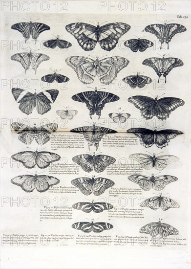 Butterflies illustrations (1707-1725 ca.)