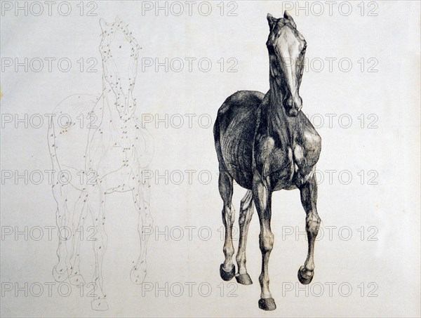Horse, front view, with adjacent outline copy ca. 1766 or 1823