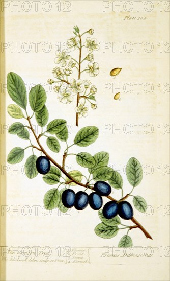 The damson tree / Prunus damascena ca. 1737