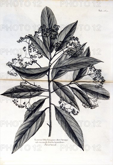 Sweetwood / Laurus folio longiore ca. 1707-1725