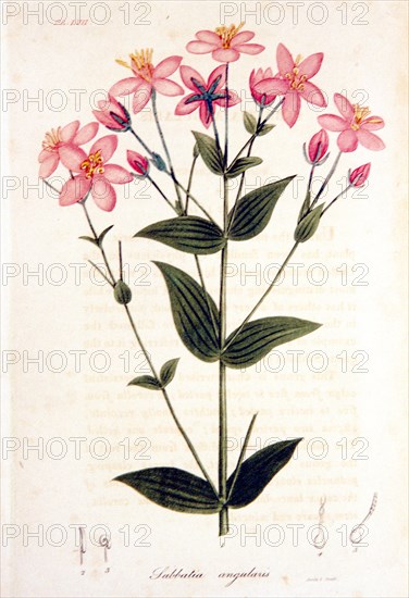 Sabbatia angularis ca. 1820