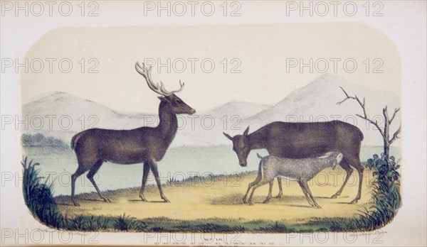 Cevrus elaphus: The stag ca. 1853