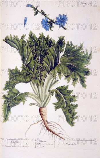 Endive / Endivia ca. 1737