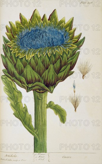 Artichoke: Cinara ca. 1737