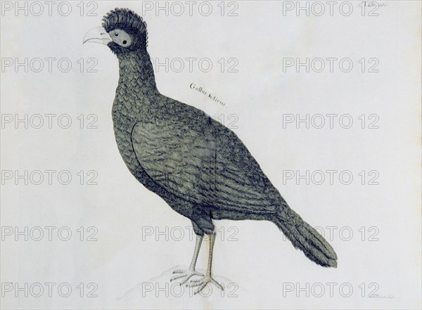 Gallus indicus ca. 1707-1725