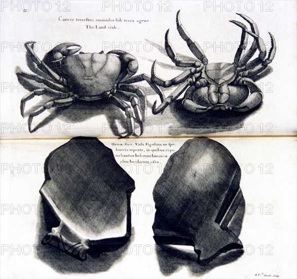 Cancer terrestris cuniculos sub terra agens / The land crab ca. 1707-1725