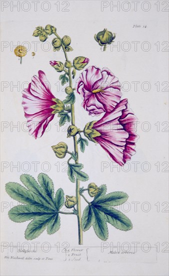 Hollyhocks / Malva arborea ca. 1737