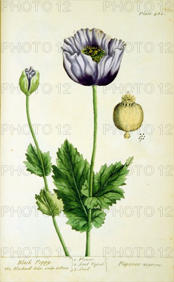 Black poppy Papaver nigrum ca. 1737