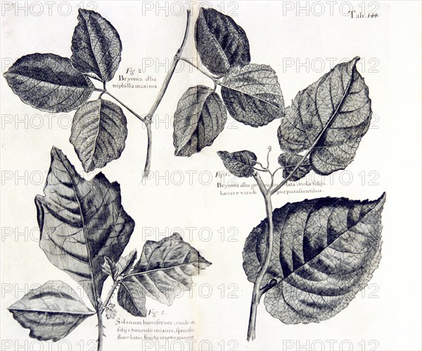 Bryonia alba ca. 1707-1725 illustration