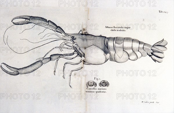 Lobster and crab illustration ca. 1707-1725