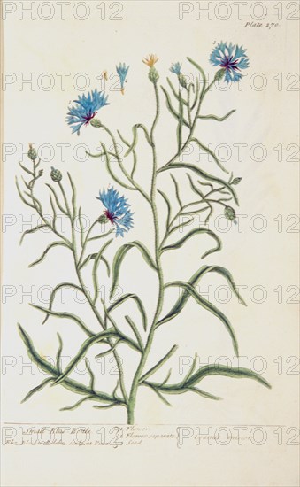 Small blue-bottle / Cyanus minor ca. 1737