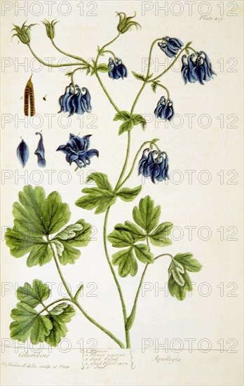 Columbine =: Aquilegia ca. 1737