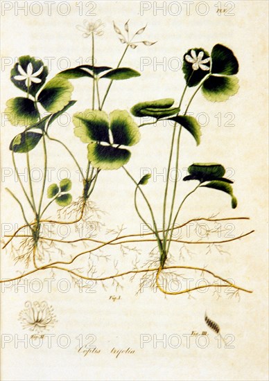 Coptis trifolia illustration ca. 1817