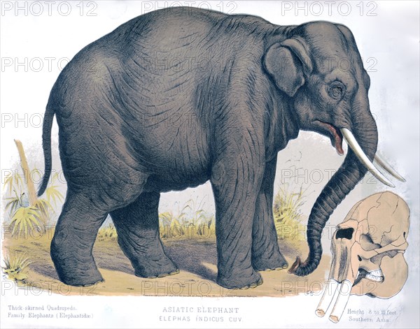 19th century animal prints - Asiatic elephant - Elephas indicus cuv ca. 1874