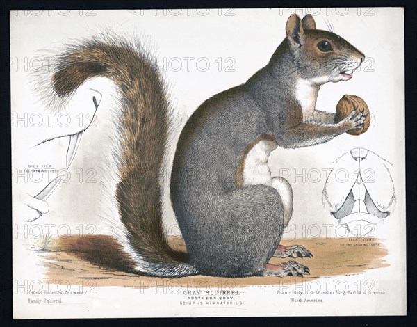 19th century Prang animal prints - Gray squirrel, Northern gray, Sciurus migratorius ca. 1872