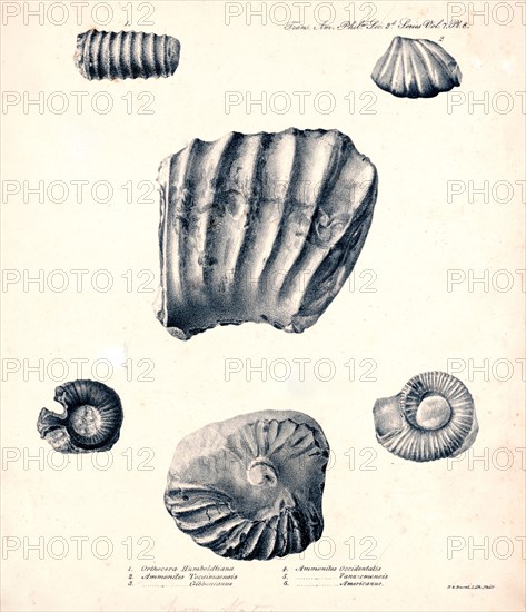 Orthocera Humboldtiana illustration ca. 1841