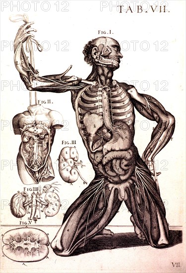 Anatomy of the human male ca. 1741