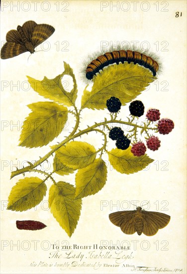 Lifecycle of a moth ca. 1720