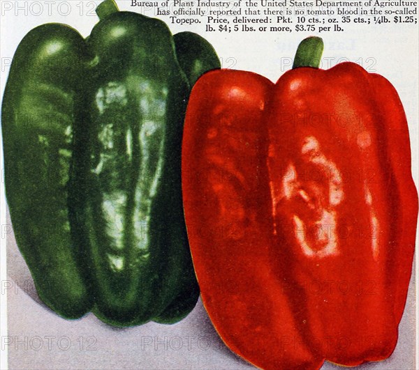 Historical Food Illustration - Green Bell Pepper and Red Bell Pepper - Image from page 35 of 'Eighty-five super-standard strains season of 1927' (1927)