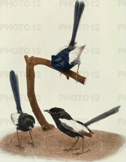 Historical Bird Illustration - SOME AUSTRALIAN WREN-WARBLERS Blue-and-Wliite Wren-Warbler fMiliums cyanotiis) Black-and-white Wren-Warbler Allied Black-and-White Wren-Warbler fMaliirns leiicoptcrus) (Maliinis cdouardi) ca. 1901