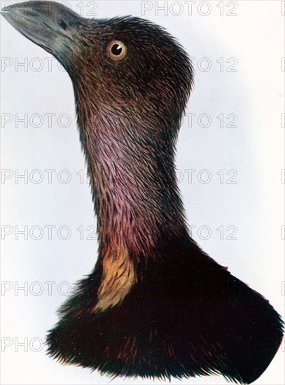 Historical Bird Illustration - The Brush-Turkey (Cathetitnis lathami) ca. 1901