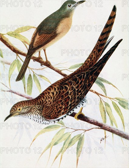 Historical Bird Illustration - The Allied Shrike Thrush iCoIluricincla parvissima). The Australian Cuckoo (Cuculus optatiis) ca. 1901