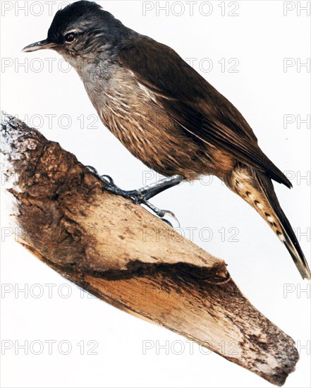 Historical Bird Illustrations - THE COOPERS CREEK TREE-CREEPER Climacteris waitei ca. 1901