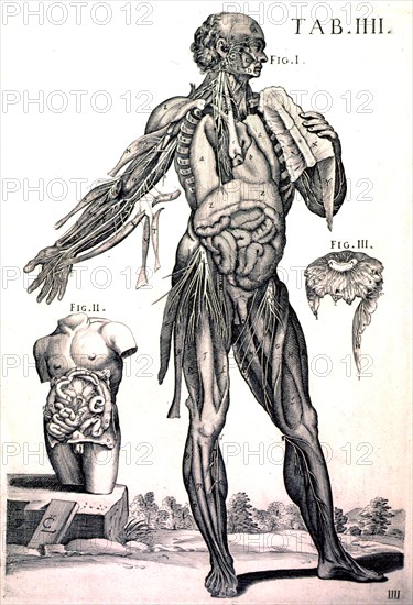 Anatomy of the human male ca. 1741