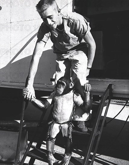 Ham, a three-year-old chimpanzee, in the spacesuit he would wear for the second Mercury- Redstone (MR-2) suborbital test flight in January, 1961.