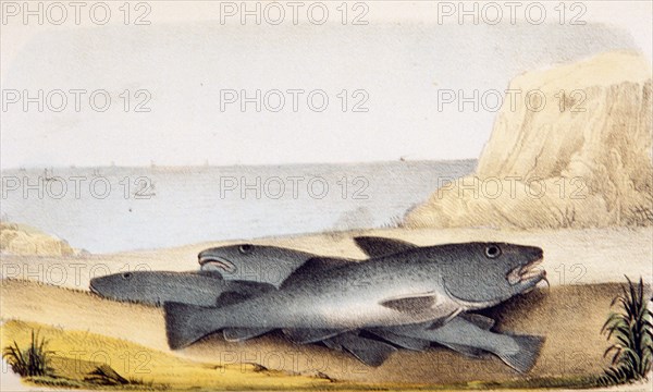 Gadus morrhua: Common cod ca. 1853
