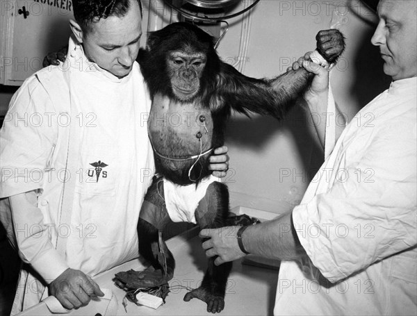 (31 Jan. 1961) Chimpanzee 'Ham' with bio-sensors attached to his body is readied by handlers for his trip in the Mercury-Redstone 2 (MR-2) spacecraft.