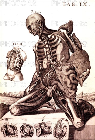 Anatomy of the human male ca. 1741