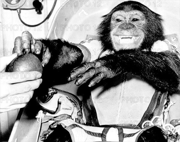 (31 Jan. 1961) Closeup view of the chimpanzee 'Ham', the live test subject for the Mercury-Redstone 2 (MR-2) test flight, following his successful recovery from the Atlantic.