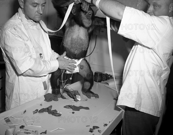 Chimpanzee 'Ham' being assisted into 'spacesuit' prior to the Mercury-Redstone 2 (MR-2) test flight which was conducted on Jan. 31, 1961.