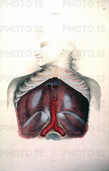 Cross-section of the organs of the human chest cavity ca. 1822-1826