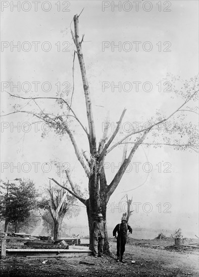 Geneva New York Cyclone Damage - Tree stripped by Geneva, N.Y. cyclone ca. 1910-1915