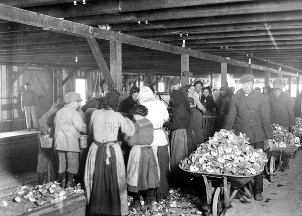 Shucking oysters in Alabama Canning Co. Small boy in left is Mike Murphy, ten years old, February 1911