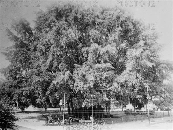 Big Tree, Rangoon ca. 1910-1915