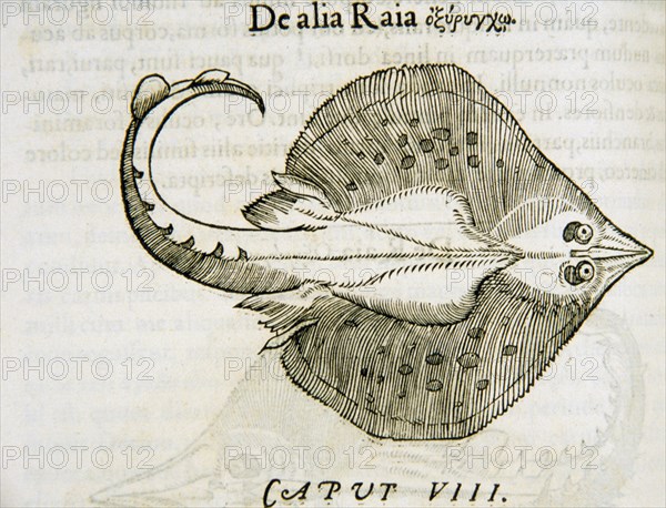 De alia raia ca. 1554