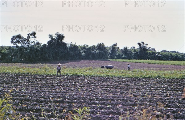 Traditional farm workers / laborers in a field in the Taiwan countryside ca. 1973