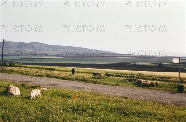 Israel April 1965:  Shepherds and sheep in the Israel countryside